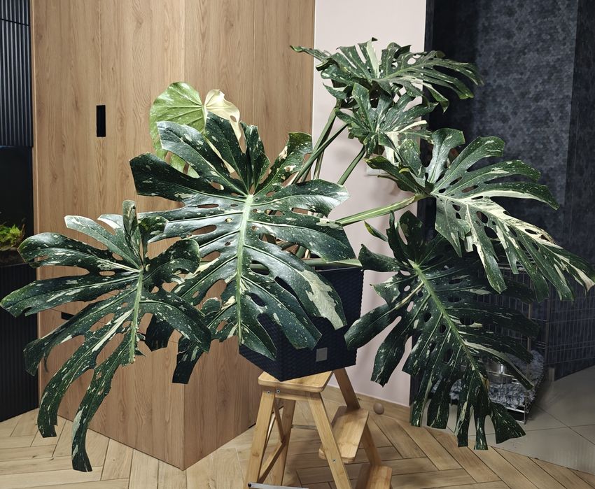 Monstera deliciosa Thai Constellation XXL big form, roślina