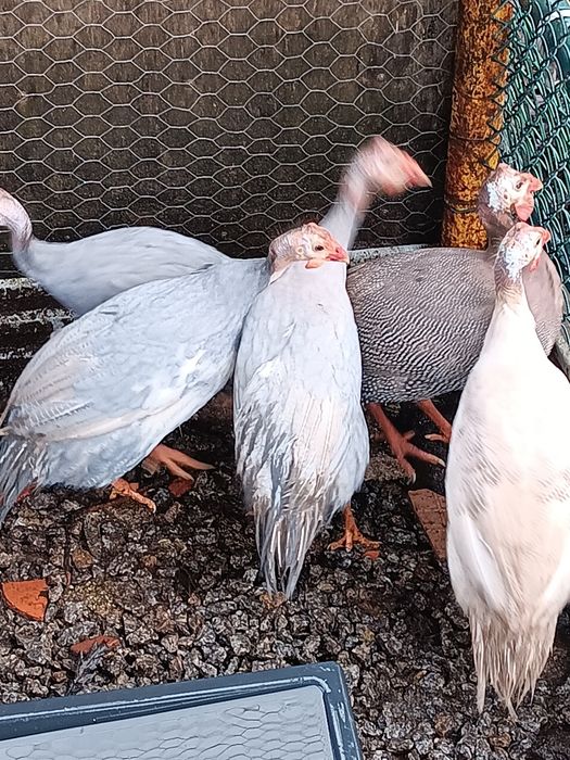 Galinhas angola (fracas)
