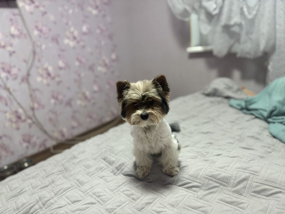 Вязка Хлопчик Бівер Йорк 2,5 роки, вага 2700/середній.Документів немає