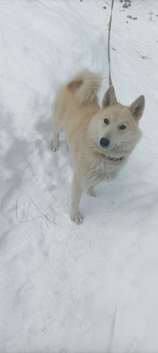 Віддам щеня лайки