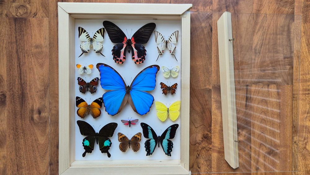 Gablotka motyle Morpho godarti Papilio Junonia i inne na ścianę