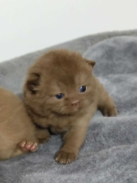 Gatinho British chocolate, macho e com LOP