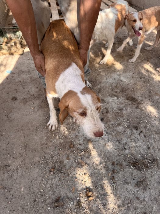 Cães  para dispensar