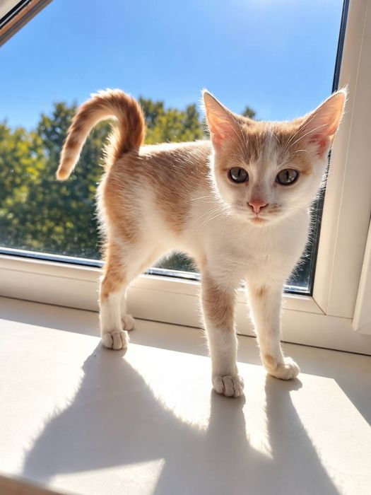 Котик шукає родину