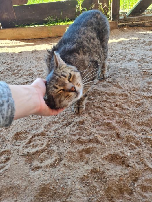Kotek szuka fajnej chałupki