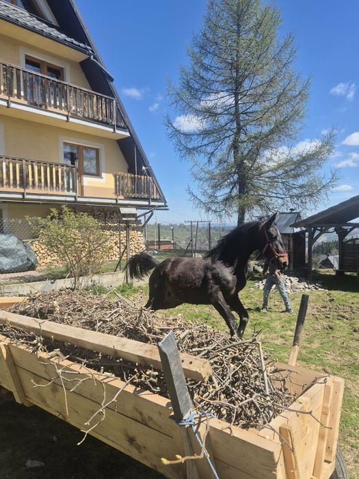 Sprzedam klacz i ogiera slaskiego