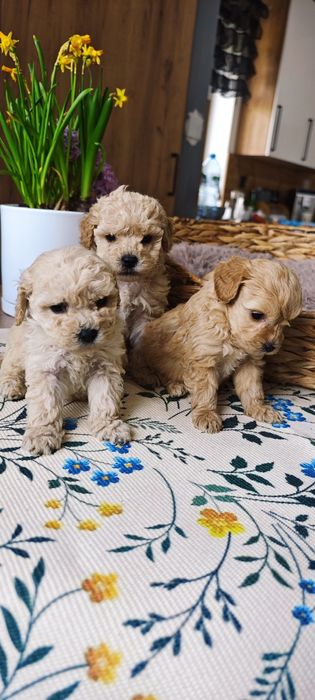 **Cockapoo** cudowny piesek!