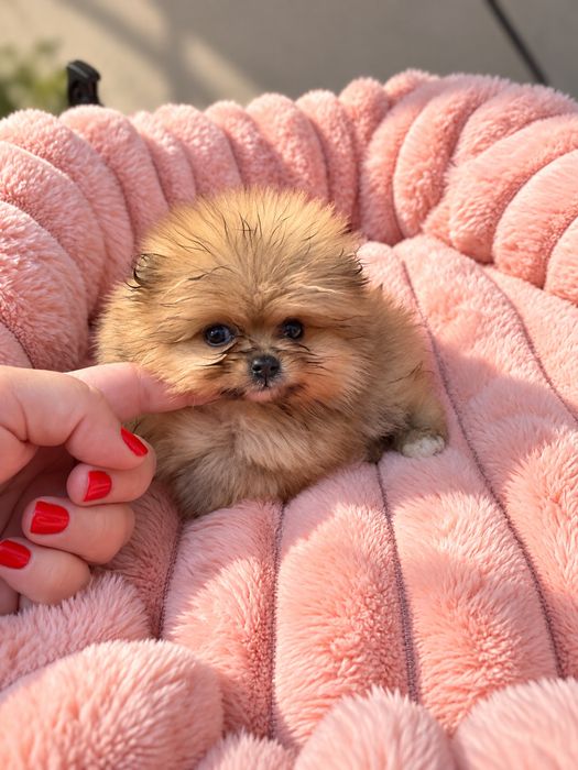 Dziewczynka pomeranian szpic miniaturowy