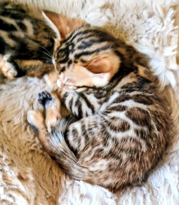 Gatinha  Bengal 2  meses