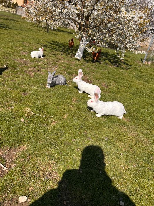 Sprzedam młode KRÓLIKI