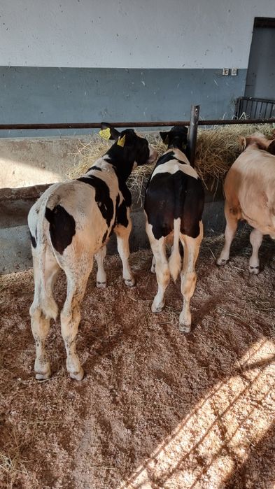 Skup bydła I cieląt