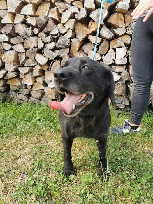 Negra sunia do adopcji