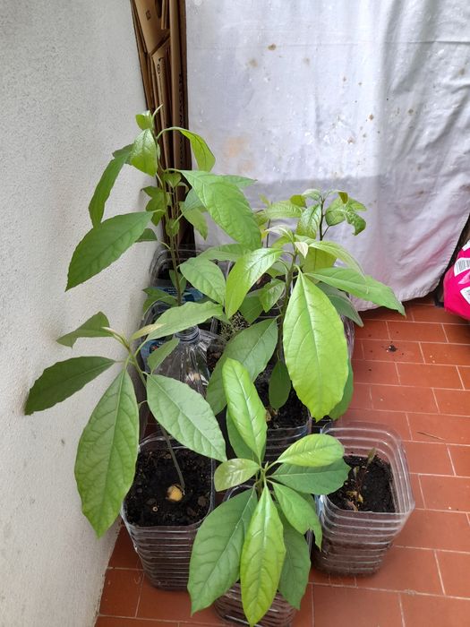 Pés de abacateiro