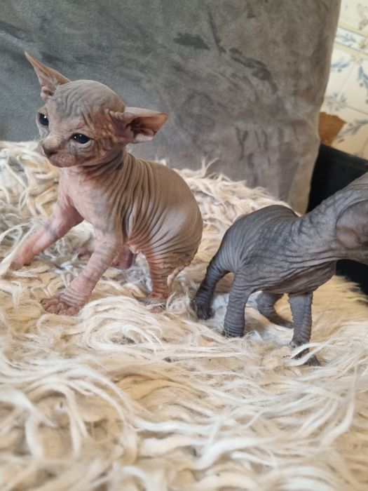 Sphynx gatinha super top