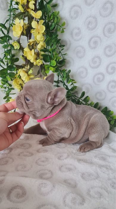 Excelente Isabella Bulldog/Bouledogue Frances de Qualidade