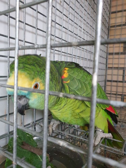 Papagaio Amazona aestiva macho