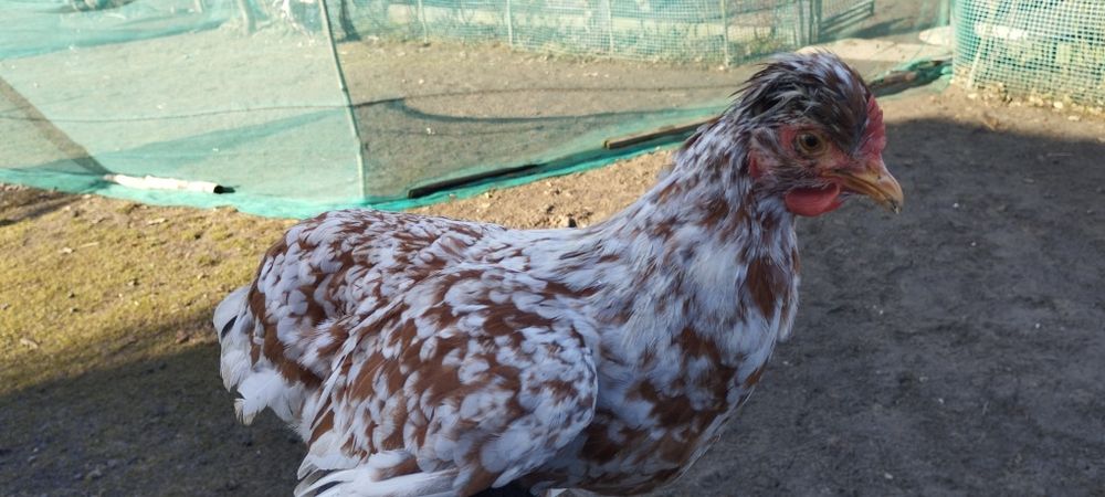 Kury - Czubatka Staropolska,Brahma