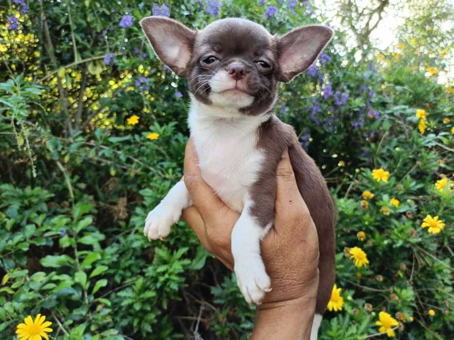 Chihuahua fêmea mini