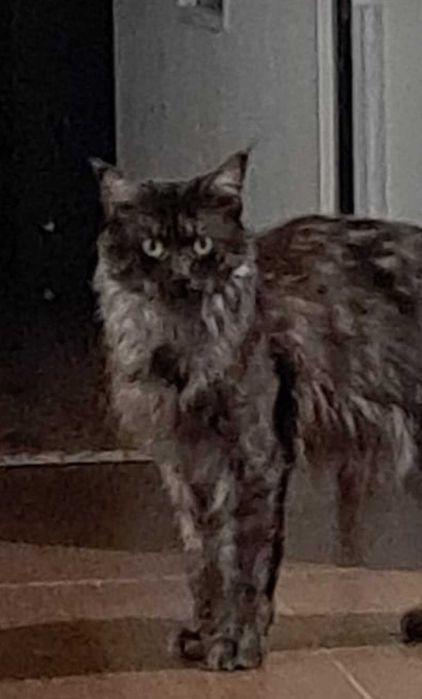 Zaginął kot,kanapowiec