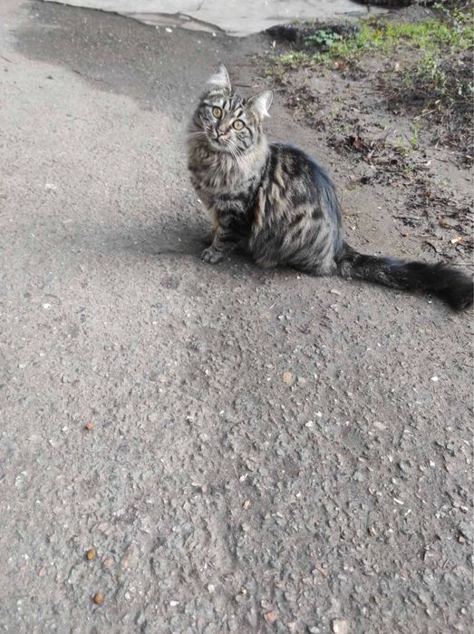 Кошечка ищет дом