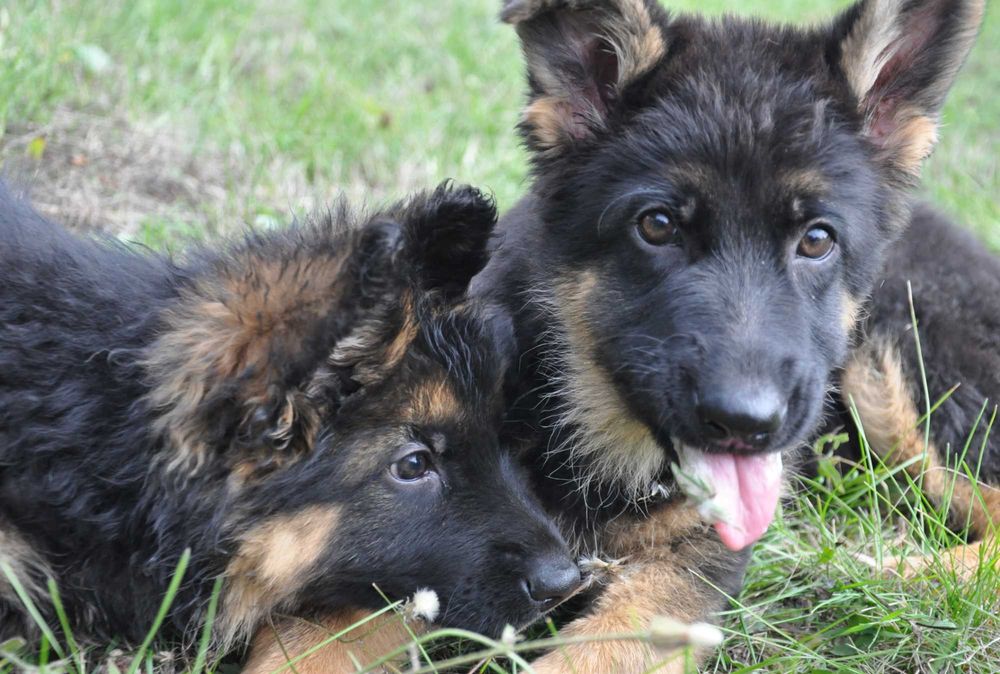 Цуценята німецької вівчарки KIRA-DOG довгошерсті та середньошерсті