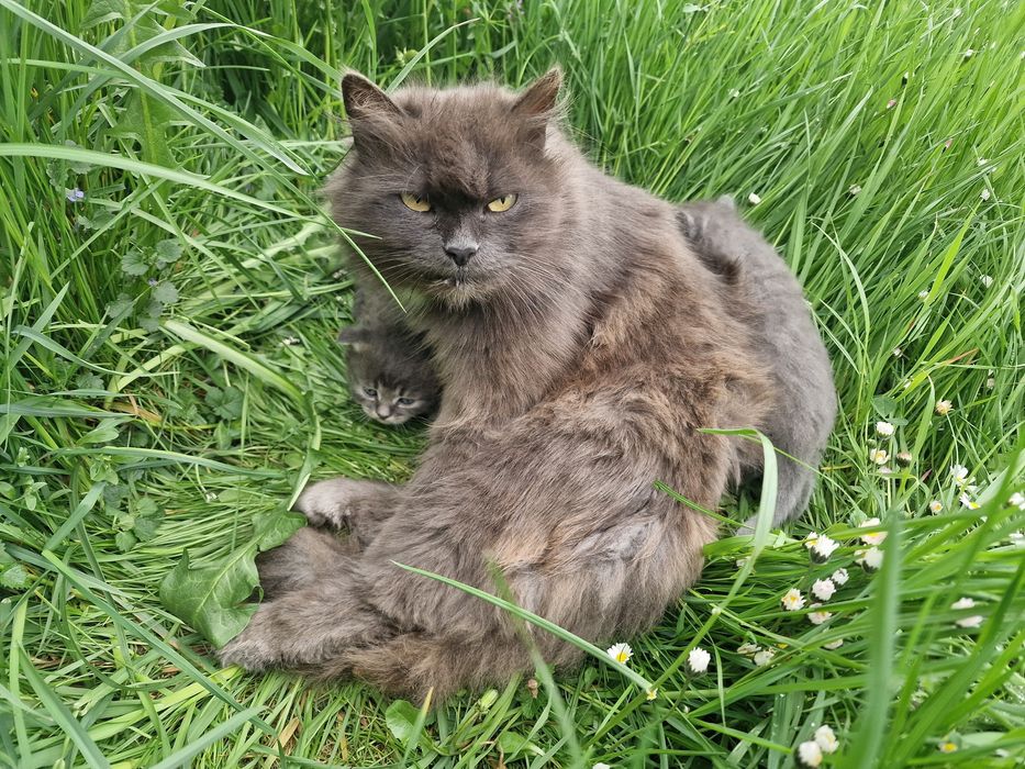 Кошенята в добрі руки