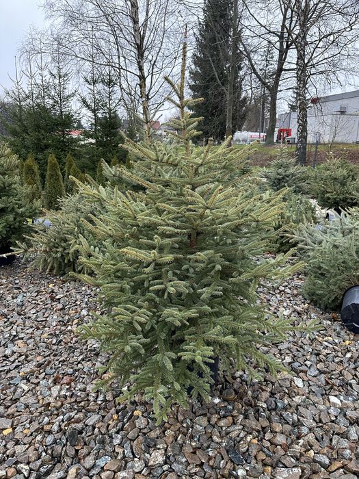 Świerk srebrny ogrodzenie żywopłot transport sadzenie
