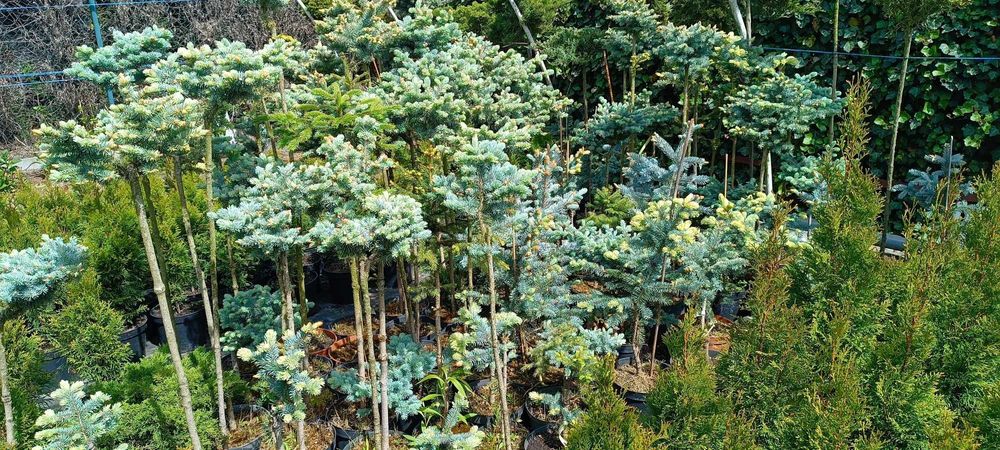 Krzewy szczepione na pniu