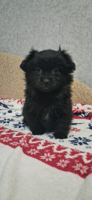 Мікс пекінесу дівчинка та хлопчик