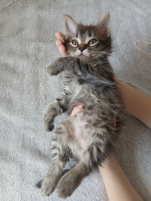 Кошеня шукає дім