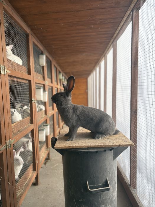 Samice Olbrzym srokacz niebieski pełnobarwny