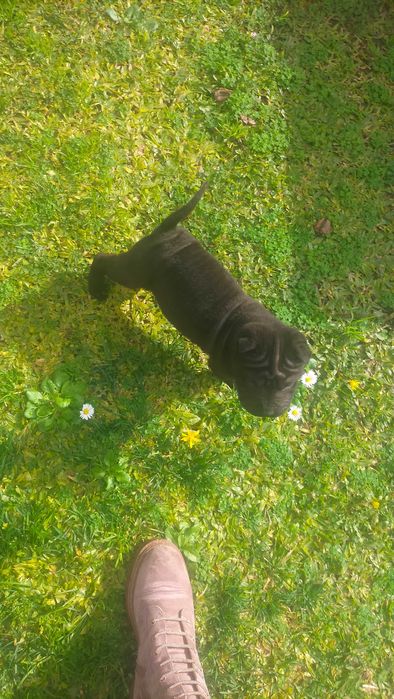 Shar pei fêmea linda