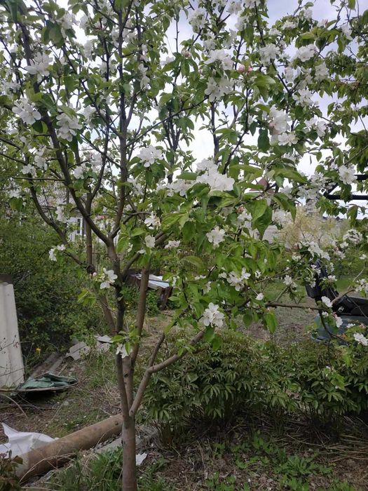 Продам Дом Шевченковский р-н