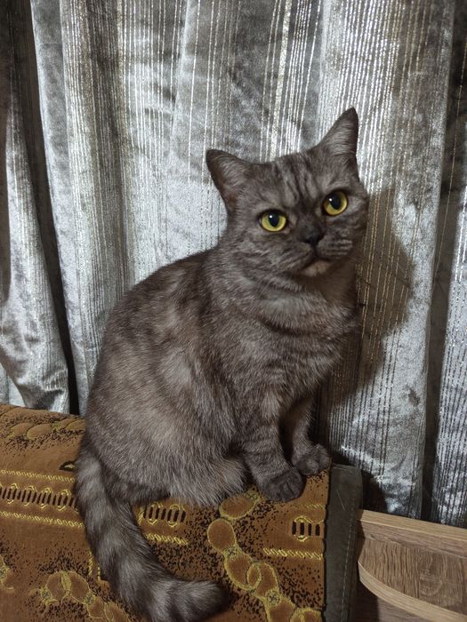 Кошенята Скоттіш фол
