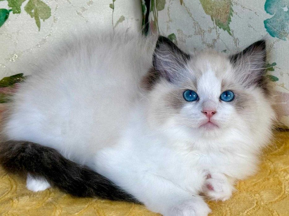 Codowny kocurek do rezerwacji -