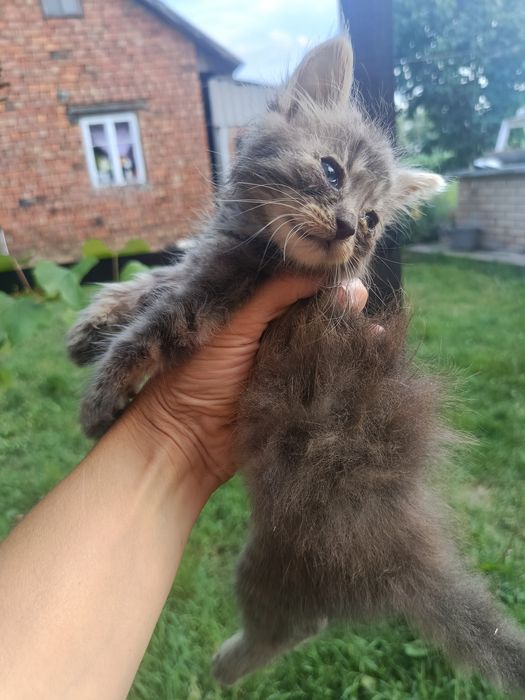 Дам в добрі руки