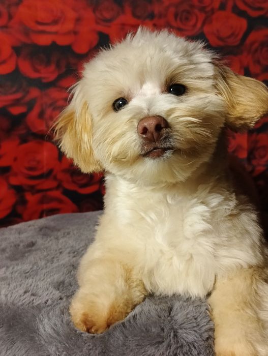 Przepiękna maleńka księżniczka Maltipoo rodowód bogata wyprawka