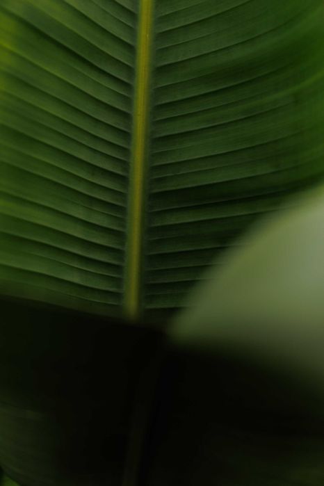 Jardinagem e plantas