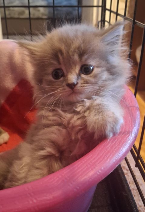 Кошеня персикового окрасу у хороші руки!