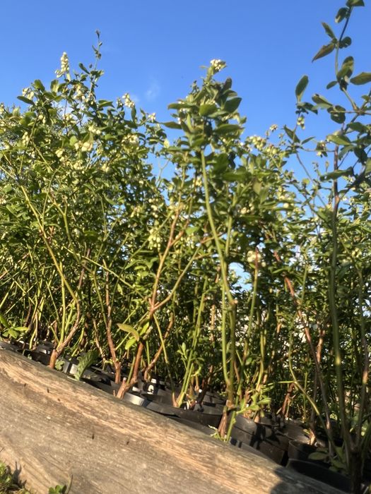 Продам саджанці лохини 1-2-3 річка