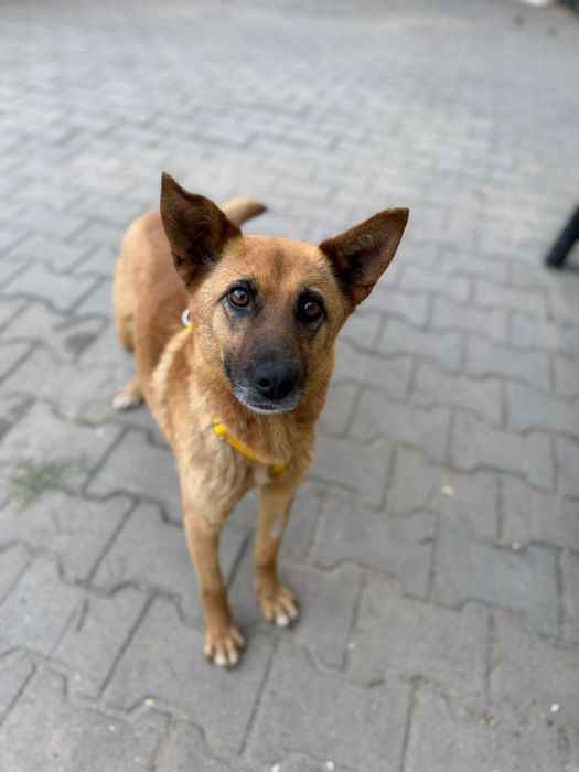 Agnes cudowna dziewczynka do adopcji