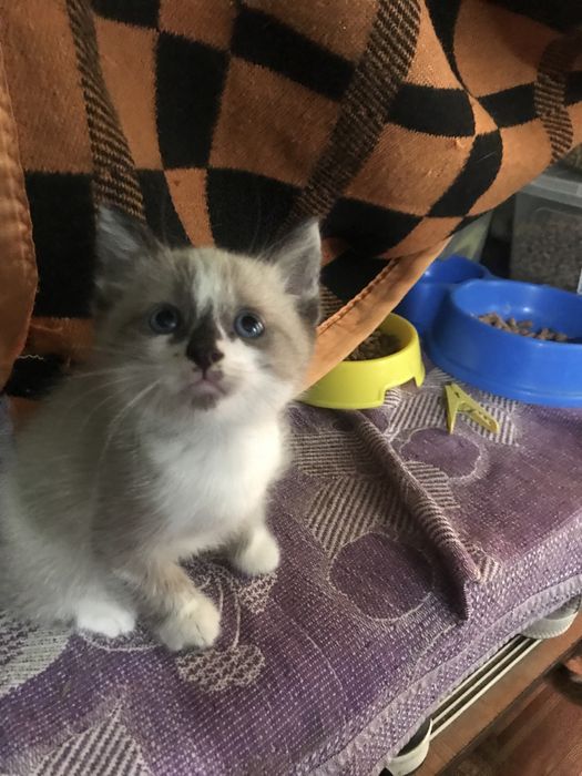 Отдам даром котят