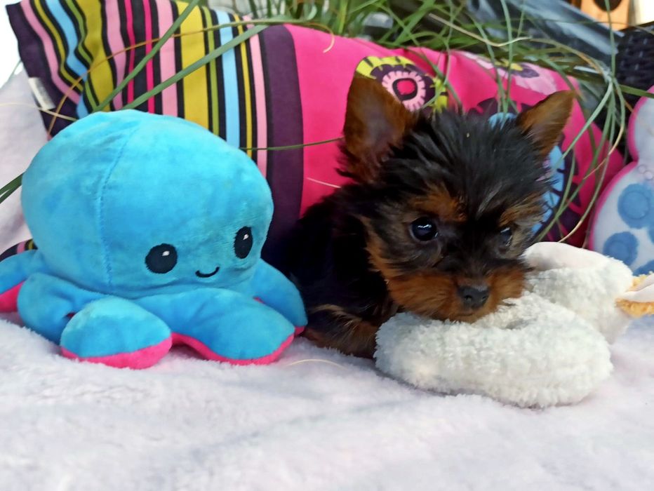 Yorkshire Terrier śliczny piesek