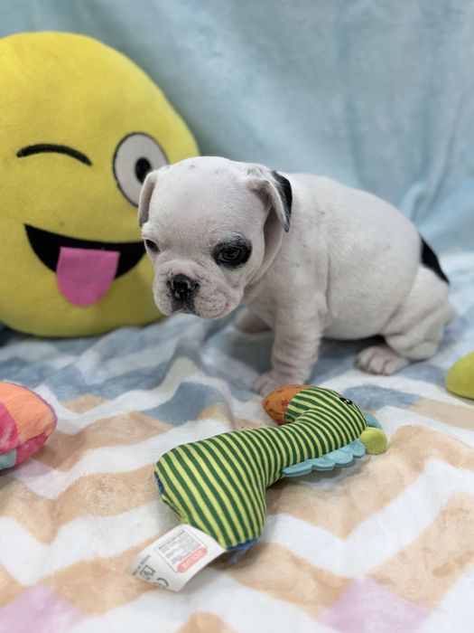 Bulldog francês  lindo menino piratinha