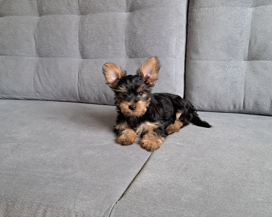 York  Yorkshire  terrier  piesek