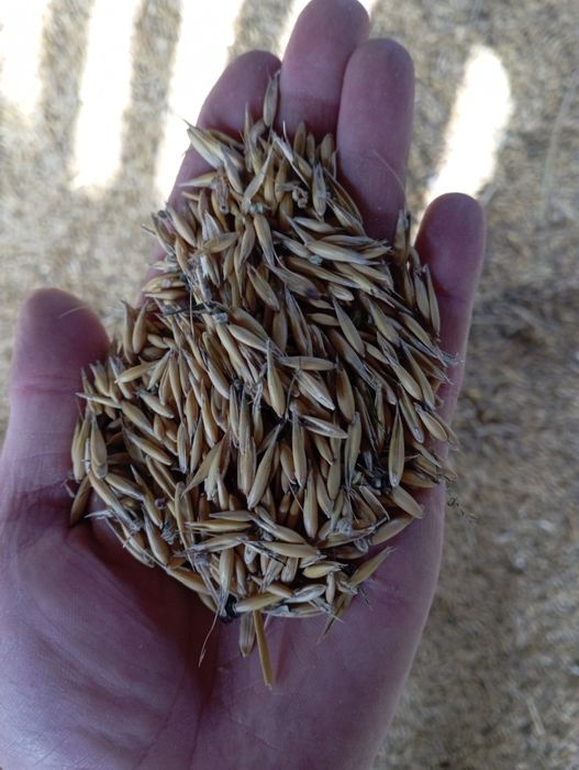 Sprzedam owies  2 rok po centrali