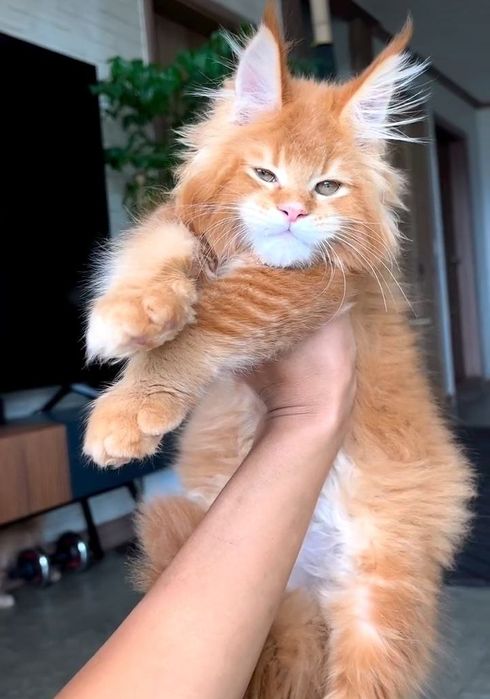 Роскошные котята Мейнкун