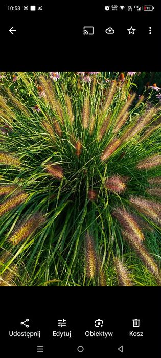 Rozplenica japońska Black beauty