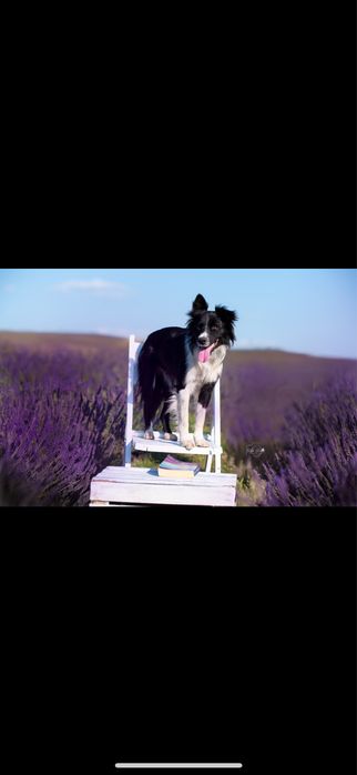 Suczka border collie FCI