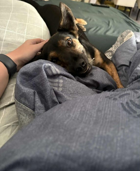 Mała Myszka do adopcji
